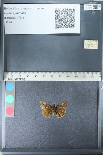 Media type: image;   Entomology 152136